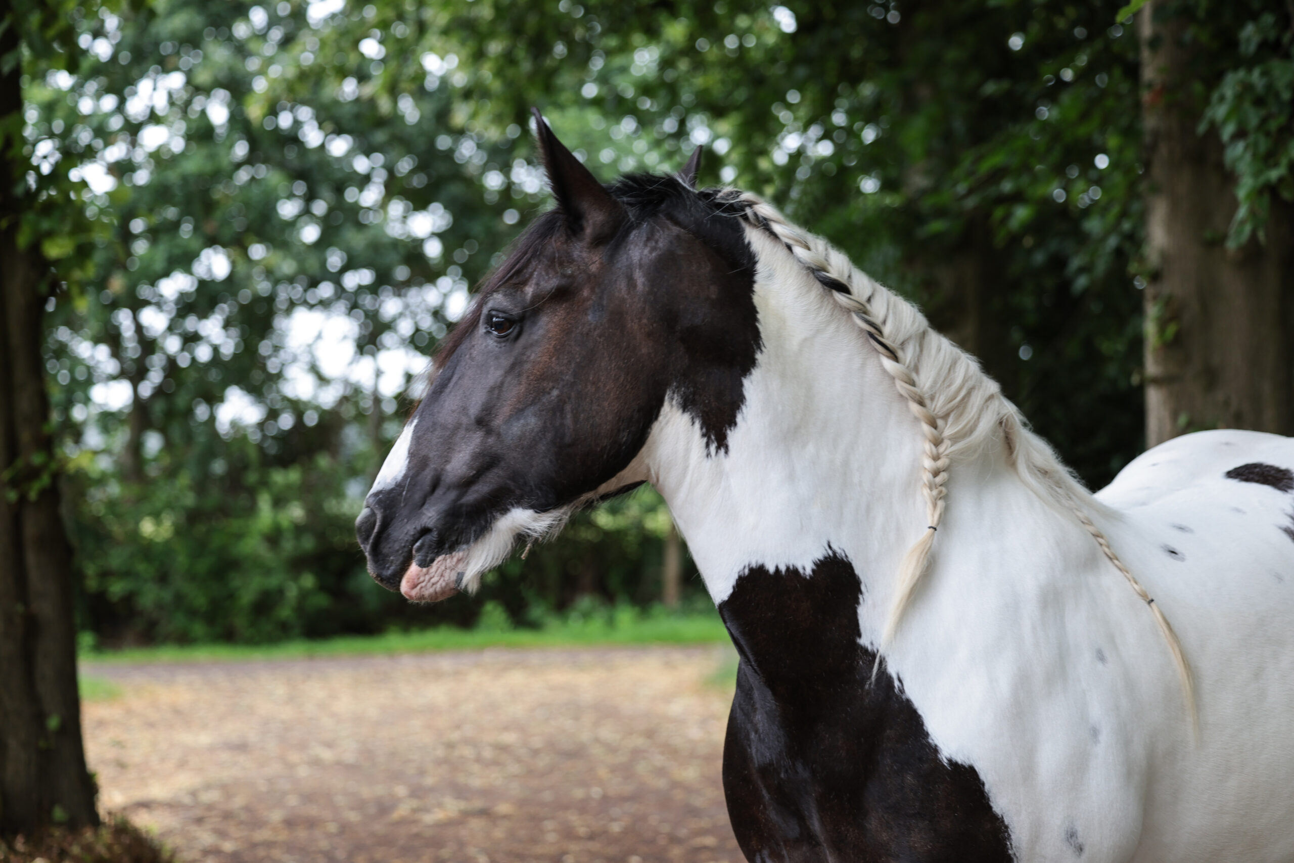 Einsatzmöglichkeiten Reittherapie mit Bailey - von Yabella Reittherapie in Schleswig-Holstein