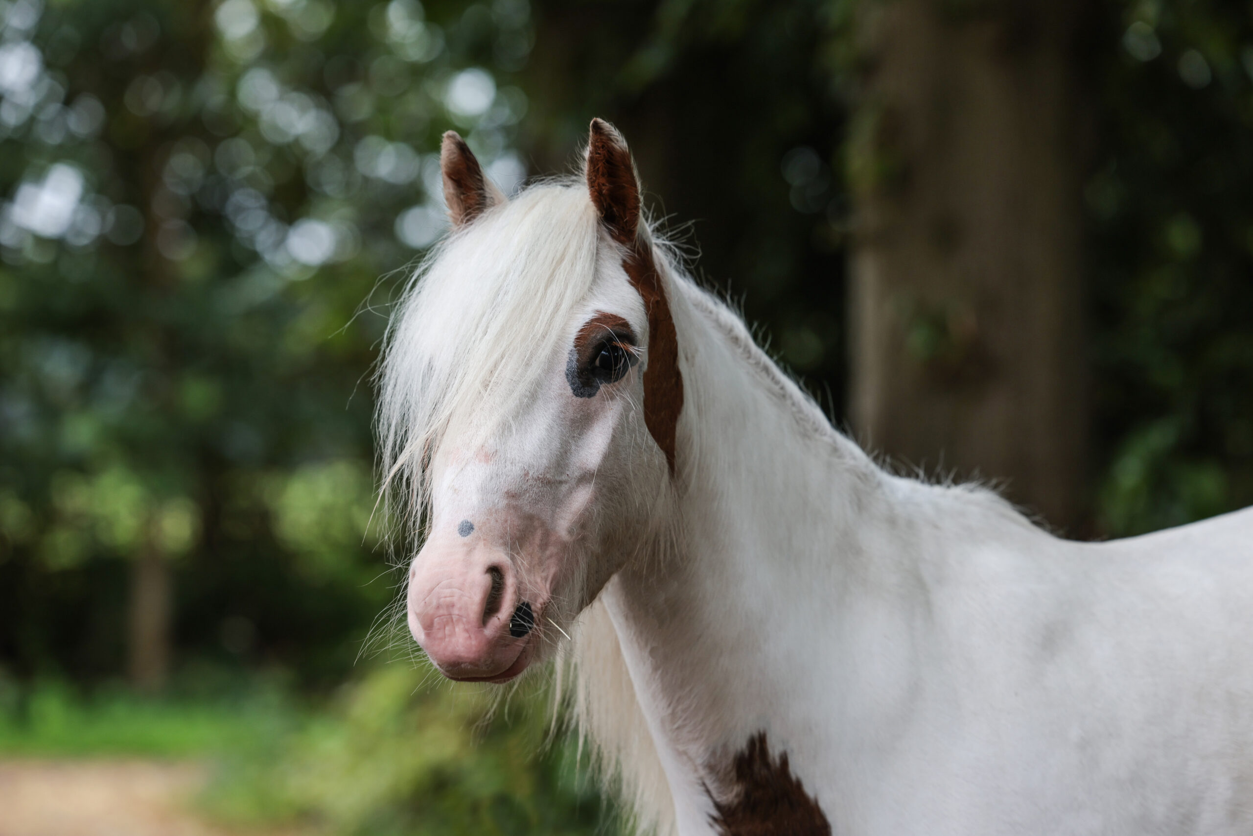 Einsatzmöglichkeiten Reittherapie mit Kiwi- von Yabella Reittherapie in Schleswig-Holstein