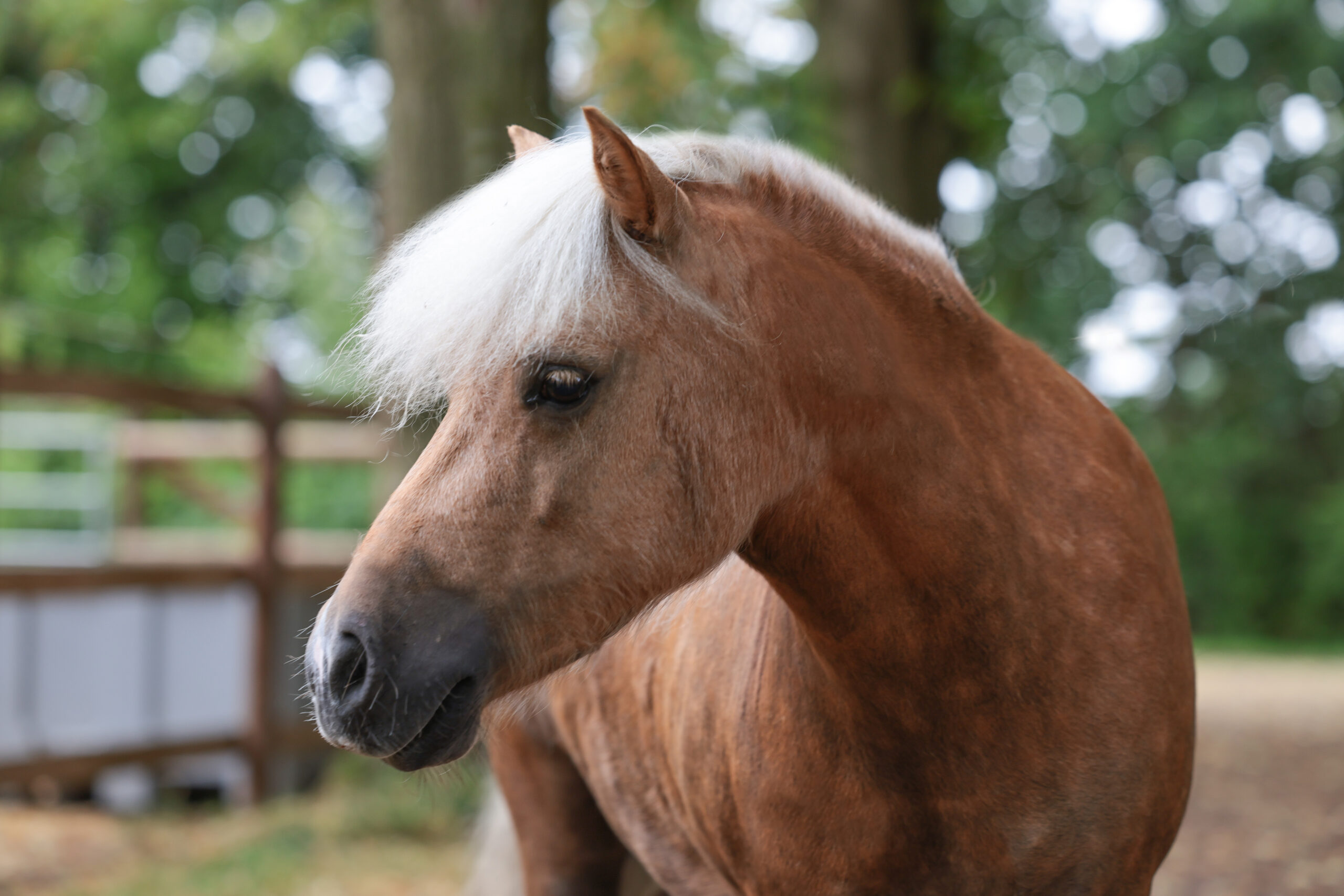 Einsatzmöglichkeiten Reittherapie mit Peppa- von Yabella Reittherapie in Schleswig-Holstein