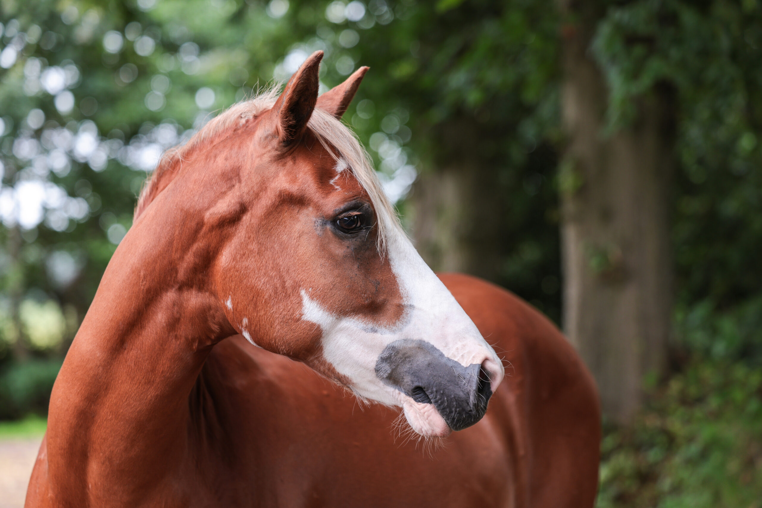 Einsatzmöglichkeiten Reittherapie mit Quint - von Yabella Reittherapie in Schleswig-Holstein